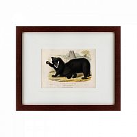 картина: two ursine sloths, or sloth bears, 1830 в Братске