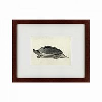 картина: a hand-painted illustration of a burmese roofed turtle, 1873 в Братске