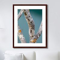 картина: trees on the galapagos islands, ecuador no3 в Братске