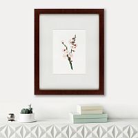картина: apricot flower (prunus armeniaca), 1832 в Братске