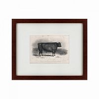 картина: a devon bull, 1849 в Братске
