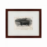картина: a devon steer, 1869 в Братске