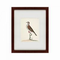 картина: the brown bird в Братске