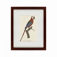 картина: ara macao (scarlet macaw), 1801 в Братске