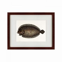 картина: sole fish, 1722 в Братске