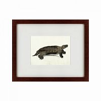 картина: a hand-painted illustration of an arakan forest turtle, 1872 в Братске