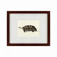 картина: a hand-painted illustration of an elongated tortoise, 1873 в Братске