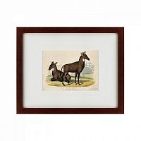 картина: two nilgais, 1830 в Братске
