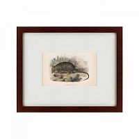картина: armadillo, 1860 в Братске