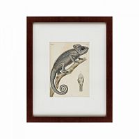 картина: chameleon, 1706 в Братске