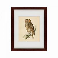 картина: brown owl, 1760 в Братске