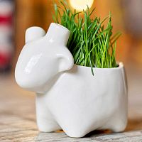 набор для выращивания eco овечка в Братске