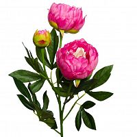 пион розовый 64 см (24) в Братске