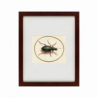 картина: beetle, 1700 в Братске