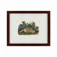 картина: armadillo (dasypus peba), 1848 в Братске