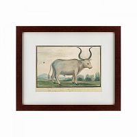 картина: cape ox, 1778 в Братске