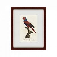 картина: perruche a chaperon bleu, 1801 в Братске